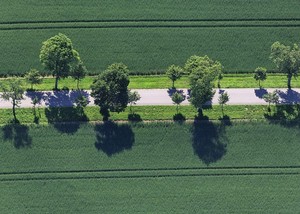 Luftaufnahme einer Baumallee mit Feldern 